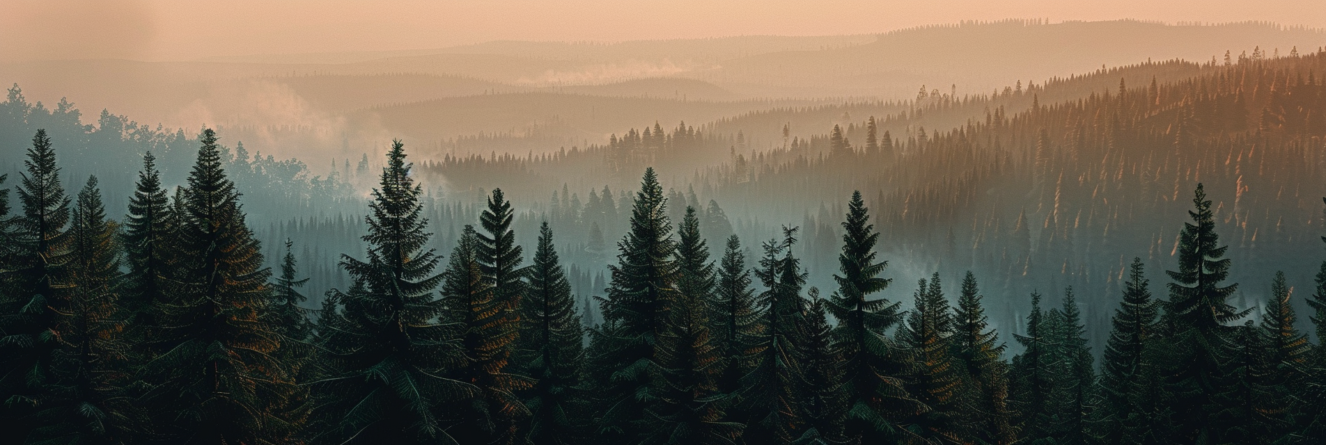 Equipos de detección de gases para sector forestal 